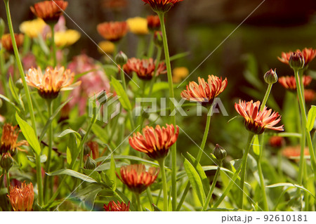 small pot marigold flowers 92610181
