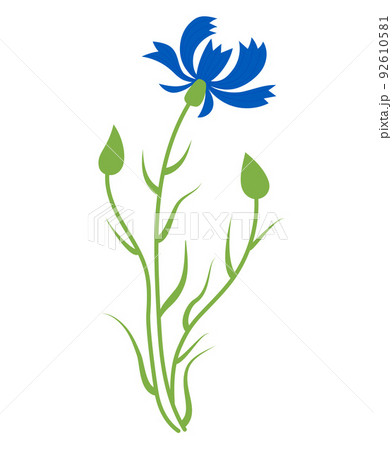 Blue cornflower. flower with buds. Vector illustration. Blue wildflower for design and decor, prints, postcards, covers. Blue cornflower. flower with buds. Vector illustration. Blue wildflower for design and decor, prints, postcards, covers. 92610581