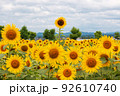 満開のひまわり畑 92610740