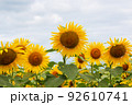 満開のひまわり畑 92610741