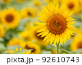 満開のひまわり畑に蜜を吸いにきたミツバチ 92610743