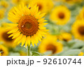 満開のひまわり畑に蜜を吸いにきたミツバチ 92610744