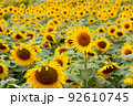 満開のひまわり畑 92610745