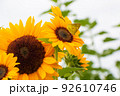ひまわり畑に蜜を吸いにきた蝶々 92610746