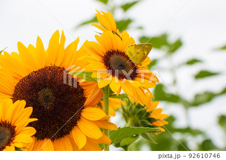 ひまわり畑に蜜を吸いにきた蝶々 92610746