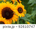 ひまわり畑に蜜を吸いにきた蝶々 92610747