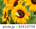 ひまわり畑に蜜を吸いにきた蝶々 92610748