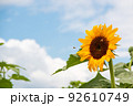 ひまわり畑に蜜を吸いにきたミツバチ 92610749