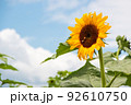 ひまわり畑に蜜を吸いにきたミツバチ 92610750