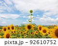 満開のひまわり畑に咲き遅れた一本のひまわり 92610752