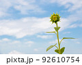 これから咲こうとしているひまわり 92610754