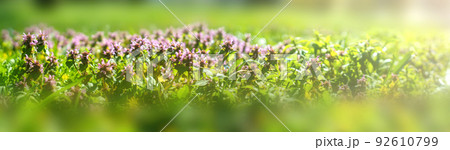Panorama of labial purple or red nettle. Beautiful spring flowers in the park. 92610799