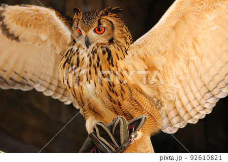 大きく翼を広げたミナミワシミミズクの写真素材 [92610821] - PIXTA