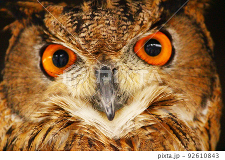 ユーラシアワシミミズクの顔のアップ 92610843