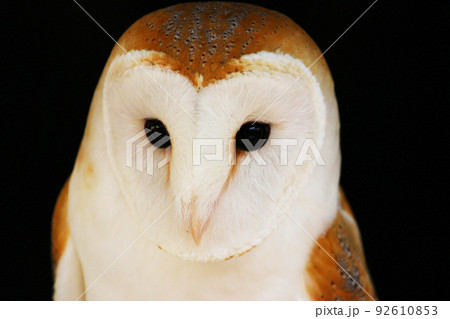 真っ黒な瞳のメンフクロウ 92610853