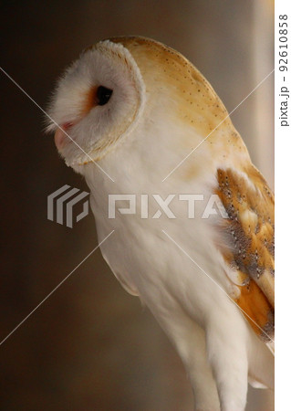 横を向いて立っているメンフクロウ 92610858