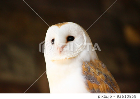 空を見ているメンフクロウ 92610859