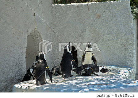ケープペンギン 92610915