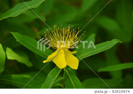 オトギリソウ オトギリソウ 92610974