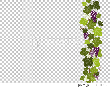 Grape line seamless 92610992