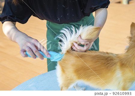 犬の尻尾をトリミングするトリマー女性 犬の尻尾をトリミングするトリマー女性 92610993