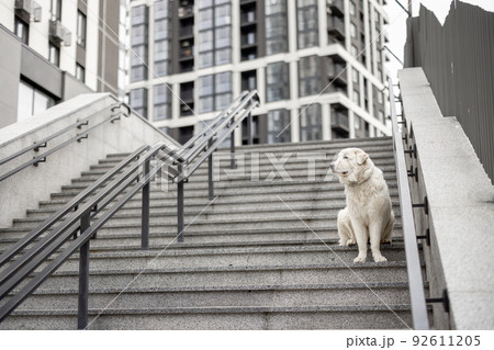 White dog sit alone on stairs outdoors White dog sit alone on stairs outdoors 92611205