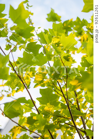 Tulip tree on sky background Tulip tree on sky background 92611261