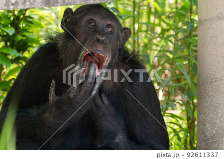 指を舐めるチンパンジー 92611337
