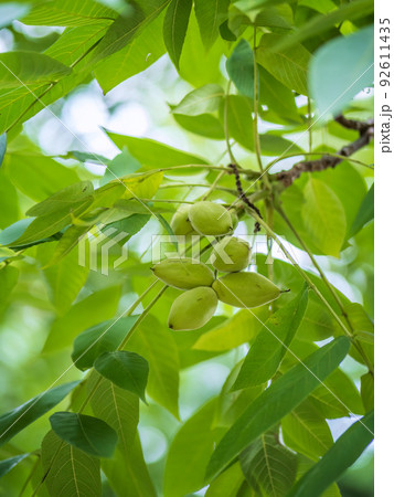 Manchurian walnut, lat. juglans mandshurica, ripe fruits on the tree Manchurian walnut, lat. juglans mandshurica, ripe fruits on the tree 92611435