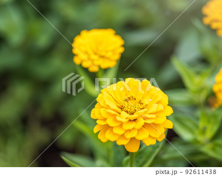 Yellow Zinnia flowers. Flowers zinnia elegans. Color nature background. Yellow Zinnia flowers. Flowers zinnia elegans. Color nature background. 92611438