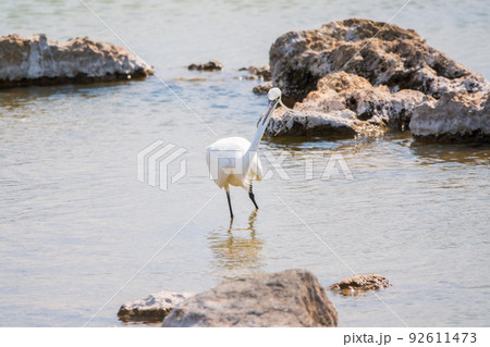 The small white heron or Little egret stands in the lake The small white heron or Little egret stands in the lake 92611473