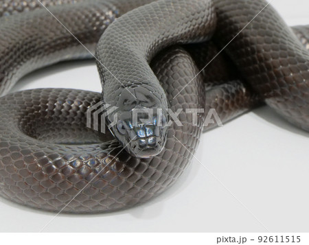 とぐろを巻いて様子をうかがう黒蛇 92611515