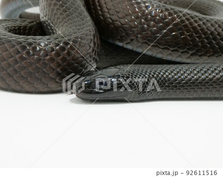黒い蛇の横顔 92611516