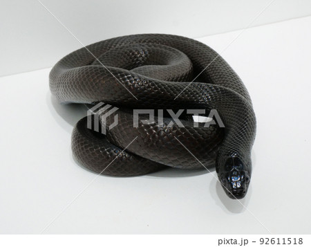 コンパクトに体を丸めた黒い蛇 92611518