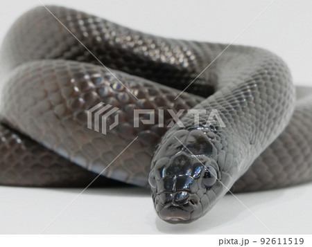 黒い蛇の顔のアップ 92611519