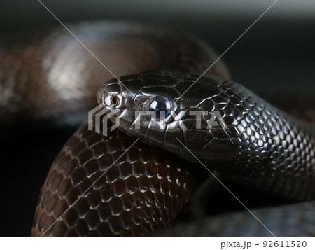 メキシカンブラックキングスネークの横顔【黒背景】 メキシカンブラックキングスネークの横顔【黒背景】 92611520
