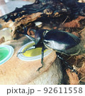 カブトムシ 92611558