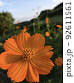 公園の花 92611561