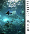 水族館 92611565