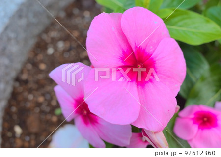 桃色が鮮やかなアフリカホウセンカ 92612360