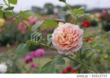 荒尾市　おもやい市民花壇　バラの花、 92612755