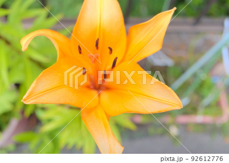 アップで撮影したオレンジリリー アップで撮影したオレンジリリー 92612776