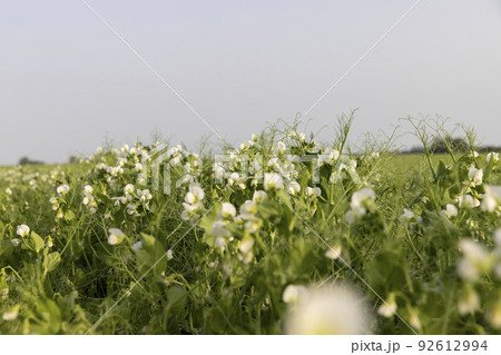 An agricultural field where green peas grow during flowering An agricultural field where green peas grow during flowering 92612994
