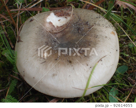 Cap of porcini mushroom russula in the forest Cap of porcini mushroom russula in the forest 92614055
