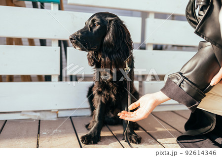 Dog does not want to give his paw Dog does not want to give his paw 92614346