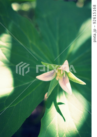 木漏れ日の中で咲く白いエンレイソウ 92615168
