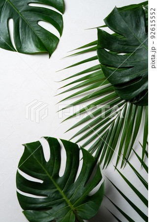 熱帯性 熱帯産 熱帯 92615552