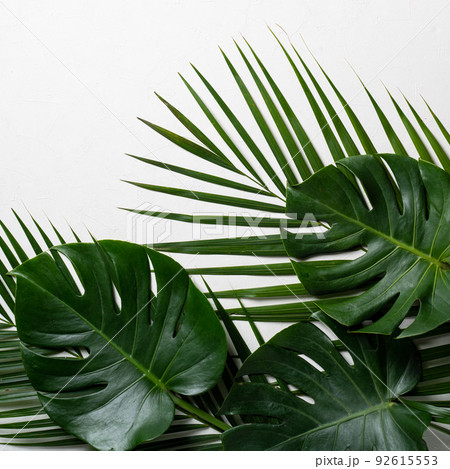 熱帯性 熱帯産 熱帯 92615553