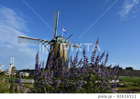 【千葉県佐倉市】佐倉ふるさと広場 風車のひまわりガーデン 【千葉県佐倉市】佐倉ふるさと広場 風車のひまわりガーデン 92616511