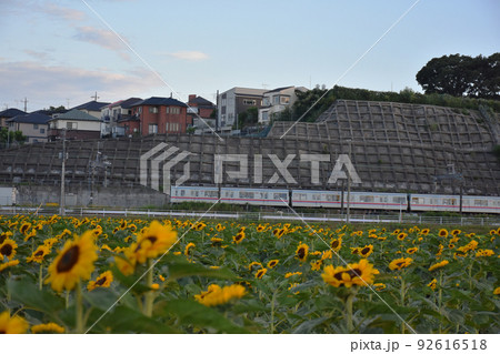 【千葉県佐倉市】佐倉ふるさと広場　風車のひまわりガーデンと電車 92616518